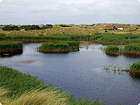 fanoe, insel, wiese, daenemark, nordsee, skandinavien