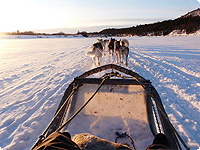 hundeschlitten, norwegen, schweden, skandinavien