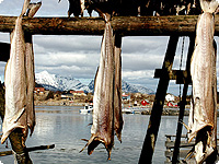Skantravel.de fische, norwegen, skandinavien