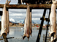 fische, norwegen, skandinavien